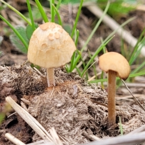 zz agaric (stem; gills not white/cream) at Lyneham, ACT - 23 Sep 2022 11:46 AM