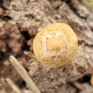 zz agaric (stem; gills not white/cream) at Lyneham, ACT - 23 Sep 2022 11:46 AM