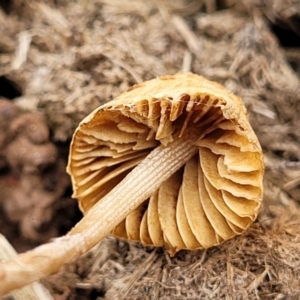 zz agaric (stem; gills not white/cream) at Lyneham, ACT - 23 Sep 2022 11:46 AM