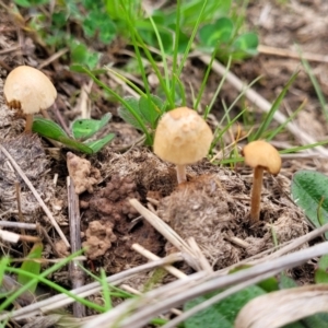 zz agaric (stem; gills not white/cream) at Lyneham, ACT - 23 Sep 2022 11:46 AM