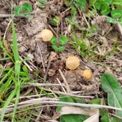 zz agaric (stem; gills not white/cream) at Lyneham, ACT - 23 Sep 2022 11:46 AM