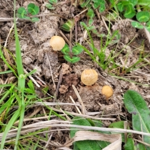 zz agaric (stem; gills not white/cream) at Lyneham, ACT - 23 Sep 2022 11:46 AM