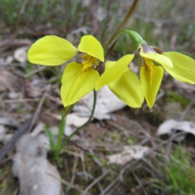 Diuris chryseopsis (Golden Moth) at Mulligans Flat - 22 Sep 2022 by Christine