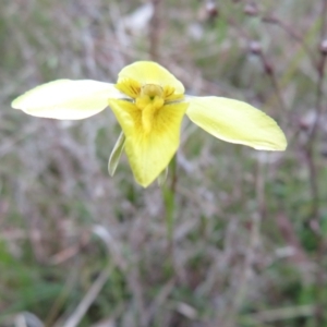 Diuris chryseopsis at Bonner, ACT - 22 Sep 2022