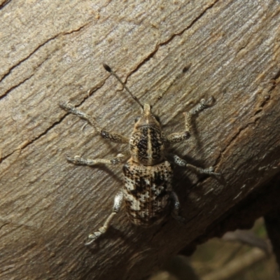 Pelororhinus crassus (Horse-nose Weevil) at Monarto South, SA - 3 Sep 2022 by Christine