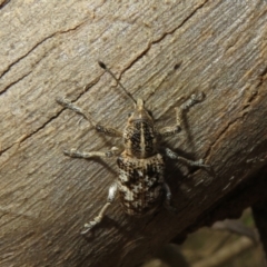 Unidentified Weevil (Curculionoidea) (TBC) at Monarto South, SA - 3 Sep 2022 by Christine