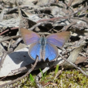 Erina hyacinthina at Monarto South, SA - 3 Sep 2022