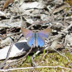 Erina hyacinthina at Monarto South, SA - 3 Sep 2022