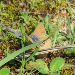 Nacaduba biocellata (Two-spotted Line-Blue) at Monarto South, SA by Christine
