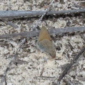 Nacaduba biocellata at Monarto South, SA - 3 Sep 2022