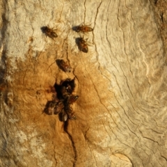 Unidentified Bee (Hymenoptera, Apiformes) at Pinnaroo, SA - 3 Sep 2022 by Christine
