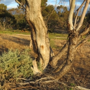 Apis mellifera at Pinnaroo, SA - 3 Sep 2022 05:45 PM