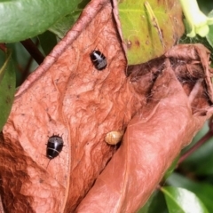 Ellipsidion sp. (genus) (A diurnal cockroach) at Aranda, ACT - 23 Sep 2022 by KMcCue