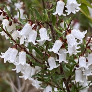 Cryptandra amara at Jerrabomberra, NSW - 22 Sep 2022