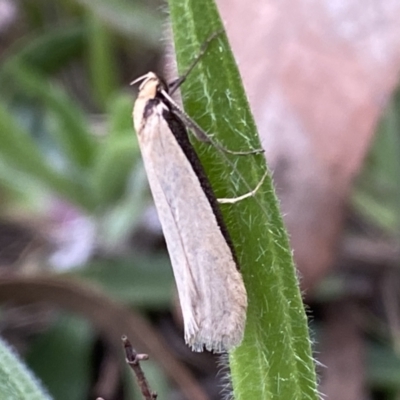 Philobota mathematica group undescribed species. (A concealer moth) at Jerrabomberra, NSW - 22 Sep 2022 by SteveBorkowskis