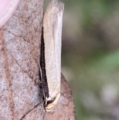 Philobota mathematica group undescribed species. at Jerrabomberra, NSW - 22 Sep 2022