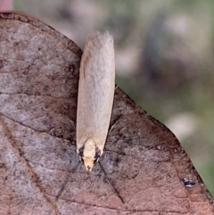 Philobota mathematica group undescribed species. at Jerrabomberra, NSW - 22 Sep 2022