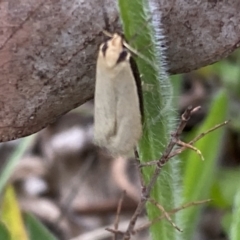 Philobota mathematica group undescribed species. at Jerrabomberra, NSW - 22 Sep 2022