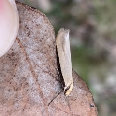 Philobota mathematica group undescribed species. at Jerrabomberra, NSW - 22 Sep 2022