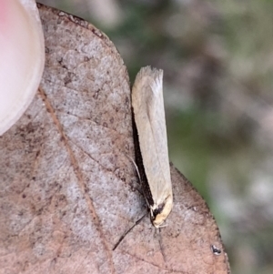 Philobota mathematica group undescribed species. at Jerrabomberra, NSW - 22 Sep 2022