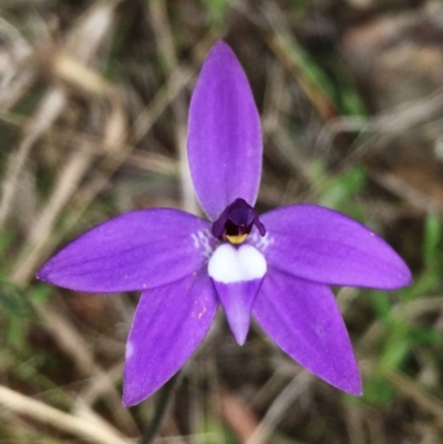 Glossodia major (Wax Lip Orchid) at Hall, ACT - 23 Sep 2022 by strigo