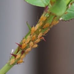 Macrosiphum rosae (Rose aphid) at Wodonga, VIC - 23 Sep 2022 by KylieWaldon