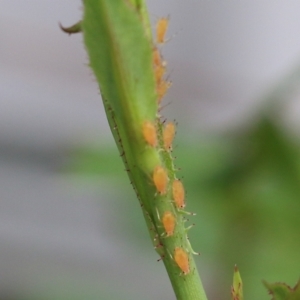 Macrosiphum rosae at Wodonga, VIC - 23 Sep 2022 03:02 PM