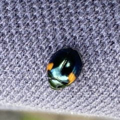 Orcus bilunulatus (Ladybird beetle) at Jerrabomberra, NSW - 23 Sep 2022 by SteveBorkowskis