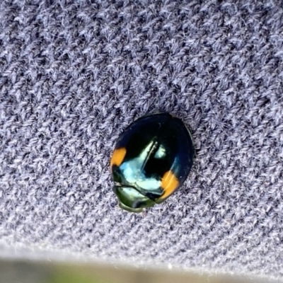 Orcus bilunulatus (Ladybird beetle) at Jerrabomberra, NSW - 23 Sep 2022 by SteveBorkowskis