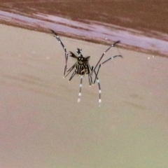 Aedes sp. (genus) (Mosquito) at Wodonga, VIC - 23 Sep 2022 by KylieWaldon