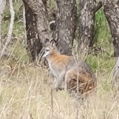 Notamacropus rufogriseus (Red-necked Wallaby) at Isaacs Ridge and Nearby - 23 Sep 2022 by Mike