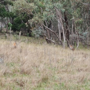 Notamacropus rufogriseus at Isaacs, ACT - 23 Sep 2022