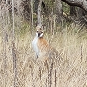 Notamacropus rufogriseus at Isaacs, ACT - 23 Sep 2022