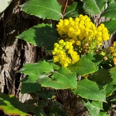 Berberis aquifolium (Oregon Grape) at Isaacs Ridge - 23 Sep 2022 by Mike