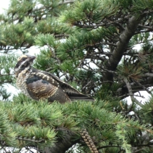 Eudynamys orientalis at Punchbowl, NSW - 18 Jan 2022