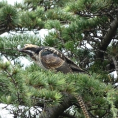 Eudynamys orientalis at Punchbowl, NSW - 18 Jan 2022