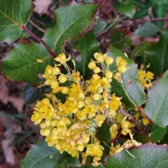 Berberis aquifolium (Oregon Grape) at Watson, ACT - 23 Sep 2022 by abread111