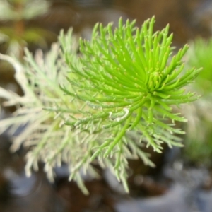 Myriophyllum sp. at Yass River, NSW - 23 Sep 2022 04:42 PM