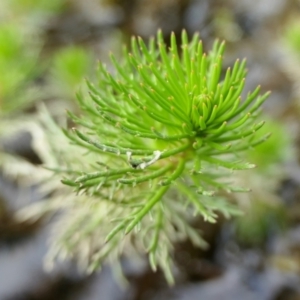 Myriophyllum sp. at Yass River, NSW - 23 Sep 2022