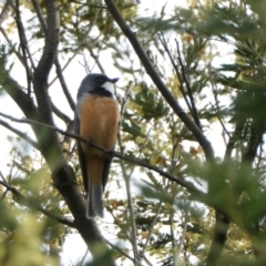 Pachycephala rufiventris (Rufous Whistler) at Yass River, NSW - 23 Sep 2022 by SenexRugosus