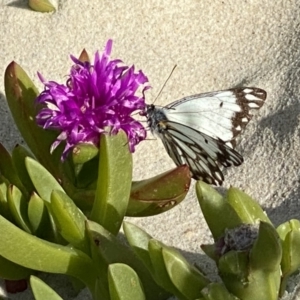 Belenois java at Hawks Nest, NSW - 18 Sep 2022