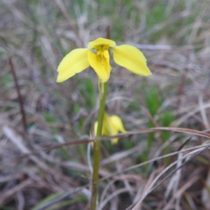 Diuris chryseopsis at Kambah, ACT - suppressed