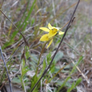 Diuris chryseopsis at Kambah, ACT - suppressed