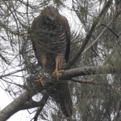 Accipiter fasciatus (Brown Goshawk) at Lions Youth Haven - Westwood Farm - 23 Sep 2022 by HelenCross