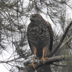 Accipiter fasciatus at Paddys River, ACT - 23 Sep 2022