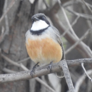 Pachycephala rufiventris at Kambah, ACT - 23 Sep 2022 04:31 PM