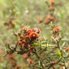 Dillwynia sp. at Myall Park, NSW - 17 Sep 2022 by HelenCross