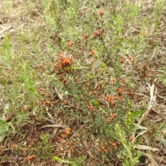 Dillwynia sp. at Myall Park, NSW - 17 Sep 2022