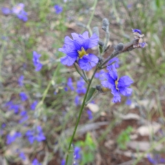 Dampiera sp. (TBC) at Myall Park, NSW - 17 Sep 2022 by HelenCross