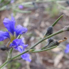 Dampiera lanceolata at Myall Park, NSW - 17 Sep 2022